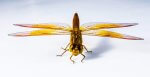 Google has “Effectively Ended” Project Dragonfly